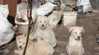 Das Leid vieler Tiere in Bulgarien ist unvorstellbar. Wie hier in Burgas wollen die Ofters-heimer gerne helfen.