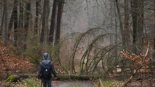 Ein Spaziergänger ist im Frankfurter Stadtwald auf einem Waldweg unterwegs, auf dem ein umgestürzter Baum liegt.