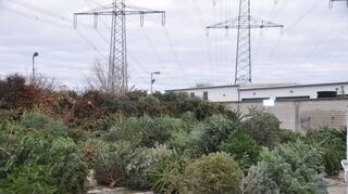 Das Deutsche Rote Kreuz hat gesammelt, gesammelt und gesammelt, sodass im Bauhof in Ketsch schon eine stattliche Anzahl an ausrangierten Christbäumen zusammenkam.