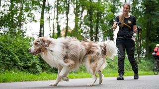 Teilweise besteht sogar Anleinpflicht im Erholungswald: Shepherd „Toni“ folgt hier brav an der Leine von Frauchen.