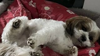 Noch sieben Jahre bis zum Jahr des Hundes? Da streckt sich Marley und macht erstmal ein Nickerchen.