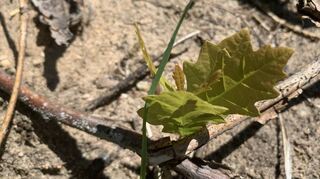 Die trocken-heißen Sommer machen es jungen Bäumen wie diesem Eichen-Sämling schwer und sorgen für immense Ausfälle in Naturverjüngung und Anpflanzungen.