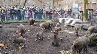 Hungrige Mäuler: Alle Wildschweine machen sich über das Futter her. Die zahlreichen Besucher schauen dem Treiben erfreut zu.