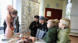 Im Biologieraum staunen die Kids: Was so alles in einem menschlichen Körper steckt . . .