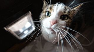 Darf ich raus, darf ich nicht? Für Katzen in Walldorf stand die Katzenklappe in die weite Welt nicht das ganze Jahr über offen.