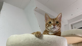 Der wunderschöne creme-rote Bengal Mix Kater Timmy wartet zusammen mit Kater Toby auf ein neues Zuhause.