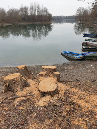 Baumstümpfe am Ufer des Altrheins, die nach der Rodungsaktion übriggeblieben sind.