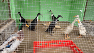 Die Enten schnattern jetzt in einer Voliere.