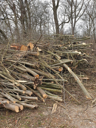Wegen des „Kahlschlags“ im Speyerer Auwald haben die Grünen nun Anzeige gegen Unbekannt erstattet.