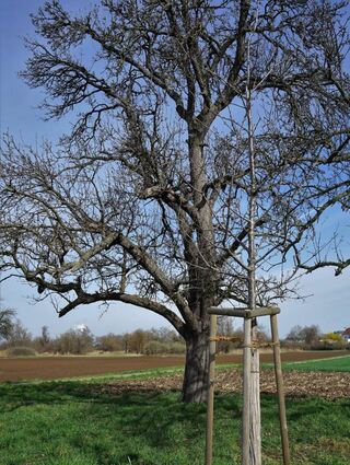 Vorne ist eine „Süßkirsche Stella“ zu sehen, dahinter steht ein über 100 Jahre alter Birnbaum.