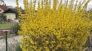 Die gelben Forsythien sorgen für die ersten Farbtupfer in der noch jungen Kleingartensaison.