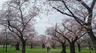 Die Kirschbäume im Schwetzinger Schlossgarten stehen in voller Blüte. Es ist schön, dass Menschen wieder ohne Einschränkungen das Rosa genießen können.
