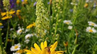 Prächtig blüht diese farbenfrohe Blumenwiese.