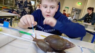 Leonard aus der 5a bestaunt die Kegelschnecke, die über ein Glasstäbchen eine kleine Grube überwindet.