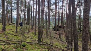 Die Hahnfels-Tour führt die Wanderer auf weichen Pfaden neben moosbedecktem Boden durch den Wald.