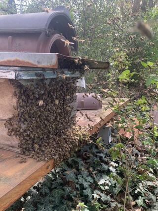 Ein großes Kommen und Gehen – die Bienen fliegen ihr zu Hause an.