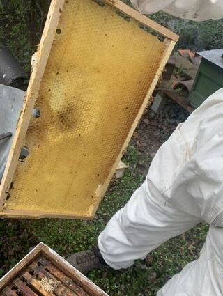 Hier ist der Bienenkasten noch unbe-wohnt – das wird sich bald ändern.