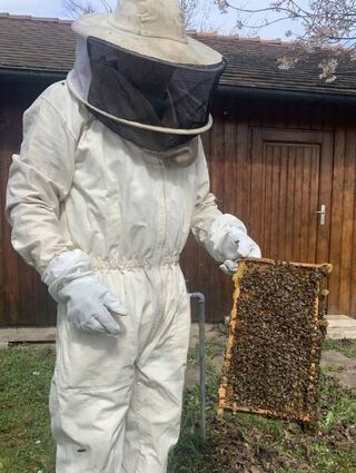Der Imker im Schutzanzug mit einem Teil des Kastens, der voller Waben ist.