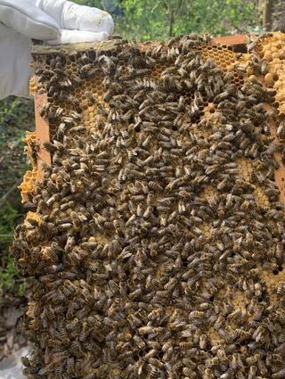 So sieht eine Wabe aus der Nähe aus: Die Bienen sind fleißig am Arbeiten.