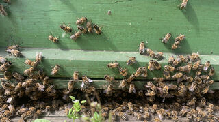 Am Eingang des Bienenkasten tümmeln sich die kleinen Tiere.