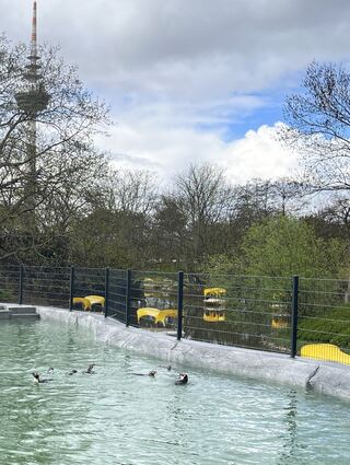 Die Pinguine beim ersten Schwimmen im neuen Gehege.