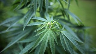 Unser Symbol-Bild zeigt eine Cannabis-Pflanze.