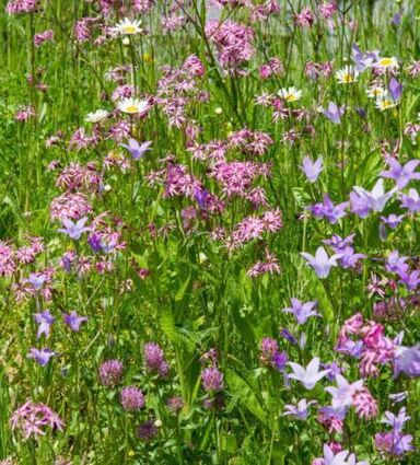 So schön kann es in einem naturnahen Garten blühen.