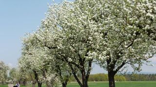 Die Obstbaumblüte am Burgweg ist immer wieder eine besondere Augenweide.