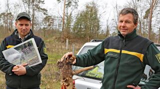 Martin Borowski (l.) und Volker Böning von Forst BW klären über die aktuelle Situation im Forstbezirk Hardtwald auf. Dabei ist auch sichtbar die Kermesbeere, die Böning in der Hand hält, ein Thema.