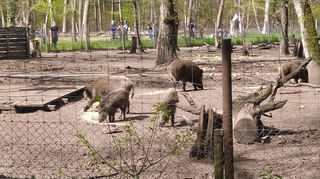 Mais erweist sich als sehr beliebt. Stören kann die Tiere beim Fressen freilich niemand, denn wegen einer EU-Richtlinie ist das Gehege doppelt eingezäunt.
