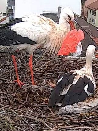 Die Störche verbauen Anfang April einen Hundebeutel in ihrem Nest.
