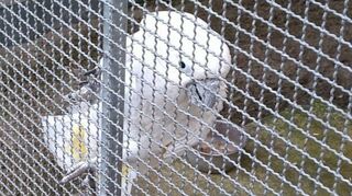 Im Plankstadter Vogelpark liegen im Gehege von Kakadu „Jogi“ unter anderem Tulpenblätter. Eventuell gut gemeint, für das Tier aber giftig.