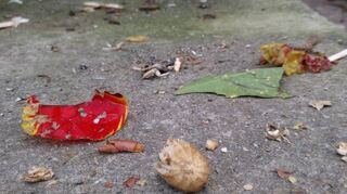 Trotz Hinweisschilder, dass nicht gefüttert werden soll, liegen immer wieder unter anderem Teile von Tulpen und Erdnüsse, die für die Bewohner der Volieren ebenfalls giftig sind, auf dem Boden.