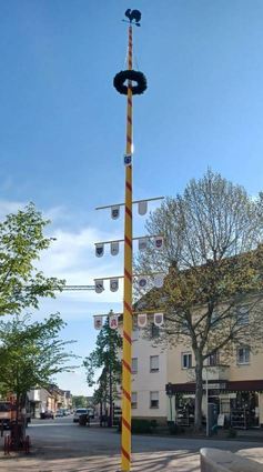Der neue Zunftbaum steht bereíts am Gockelbrunnen und wartet auf seine Ein-weihung am Maifeiertag.