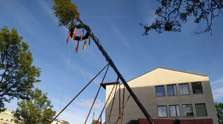 Mit vereinter Kraft – und teils aus dem oberen Stockwerk der Friedrich-Ebert-Schule – bringt die Feuerwehr den Maibaum in Position.