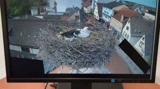 storchen-web-cam