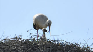Der älteste Storch aus dem diesjährigen Gelege ist zugleich der am weitesten Entwickelte.