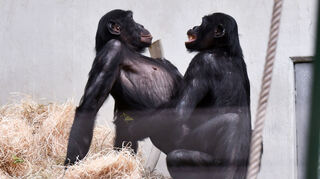 Diese Bonobo Affen (hier eine Aufnahme aus dem Wuppertaler Zoo) frönen der Zweisamkeit. Ob es zuvor eine Banane gab, ist nicht sicher.