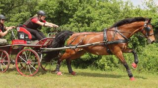 Jana Chladek gewinnt beim großen Reilinger Fahrturnier auch dank der Power ihres Pferdes Fia Mone in der Kategorie „Gelände Einspänner Pferde“.