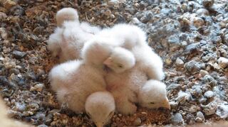 Fünf Turmfalken-Küken haben sich zu einem flauschigen Knäuel zusammengekauert.