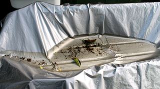 In einer Plastikplane steht Wasser, das ist ideal für die Tigermücken für die Eiablage.