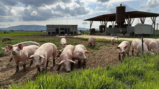 Um die 100 Weideschweine leben aktuell auf dem Gebiet des Grenzhofs – hier sind sie noch mit ihren Ställen vereint.