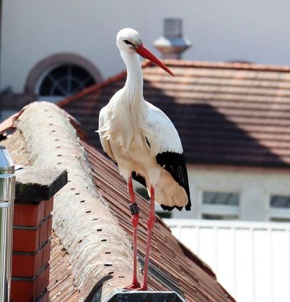 Altstorch „Jonas“ kommt schon seit 17 Jahren in die Rennstadt und ist den jährlichen Besuch der Drehleiter gewöhnt.
