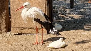 Storch „Martin“ fühlt sich im Entengehege wohl. Wegen seines verletzten Flügels würde er in freier Wildbahn nicht überleben.