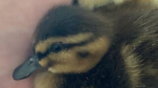 Ganz schön flauschig: Immer wieder bekommen Mitglieder des Vogelschutz-vereins mutterlose Entenküken zur Aufzucht gebracht.