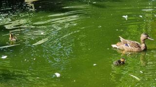 Die Entenküken planschen mit ihrer Mutter fröhlich im Teich. Die Vögel kamen einfach in den Vogelpark gewatschelt und beschlossen zu bleiben.