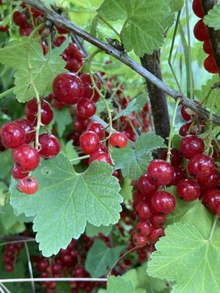 Nun steht die Ernte der Johannisbeeren an – manche werden sofort vernascht, andere wandern ins Gelee.