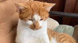 Auf dem Bild genießt er noch die Streicheleinheiten „seiner“ Menschen – jetzt wird dieser Kater im Bereich der Kleintierzüchter vermisst.