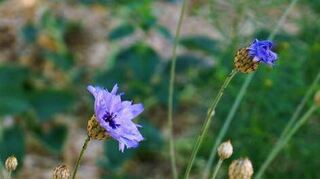 So sehen die von der Stadtgärtnerei nach den Kriterien von „Natur im Garten“ angelegten Grünflächen am Weg der Hofmusik aus. Wie an anderen Stellen in der Stadt ziehen die ökologisch wertvollen Pflanzen die Bienen an.