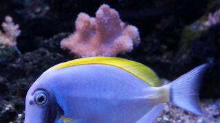 Farbenfroh und ein Gedicht für die Augen: der Weißkehl-Doktorfisch. Auch er ist in der Ausstellung zu sehen.